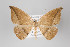  ( - ID 22067)  @13 [ ] Copyright (2011) Gunnar Brehm Institut fuer Spezielle Zoologie und Evolutionsbiologie, Friedrich-Schiller Universitat Jena