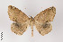  (Bonatea viridilinea group - ID 22075)  @13 [ ] Copyright (2011) Gunnar Brehm Institut fuer Spezielle Zoologie und Evolutionsbiologie, Friedrich-Schiller Universitat Jena