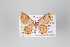  (Tricentra gavisata - ID 22079)  @14 [ ] Copyright (2011) Gunnar Brehm Institut fuer Spezielle Zoologie und Evolutionsbiologie, Friedrich-Schiller Universitat Jena