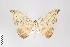  ( - ID 22101)  @13 [ ] Copyright (2011) Gunnar Brehm Institut fuer Spezielle Zoologie und Evolutionsbiologie, Friedrich-Schiller Universitat Jena
