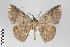  (Perissopteryx BOLD:ACE5556 - ID 22110)  @14 [ ] Copyright (2011) Gunnar Brehm Institut fuer Spezielle Zoologie und Evolutionsbiologie, Friedrich-Schiller Universitat Jena