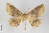  ( - ID 22118)  @14 [ ] Copyright (2011) Gunnar Brehm Institut fuer Spezielle Zoologie und Evolutionsbiologie, Friedrich-Schiller Universitat Jena