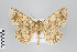  ( - ID 22120)  @14 [ ] Copyright (2011) Gunnar Brehm Institut fuer Spezielle Zoologie und Evolutionsbiologie, Friedrich-Schiller Universitat Jena