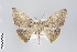  ( - ID 22122)  @11 [ ] Copyright (2011) Gunnar Brehm Institut fuer Spezielle Zoologie und Evolutionsbiologie, Friedrich-Schiller Universitat Jena