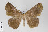  ( - ID 22130)  @13 [ ] Copyright (2011) Gunnar Brehm Institut fuer Spezielle Zoologie und Evolutionsbiologie, Friedrich-Schiller Universitat Jena