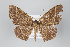  ( - ID 22131)  @14 [ ] Copyright (2011) Gunnar Brehm Institut fuer Spezielle Zoologie und Evolutionsbiologie, Friedrich-Schiller Universitat Jena