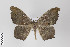  ( - ID 22134)  @11 [ ] Copyright (2011) Gunnar Brehm Institut fuer Spezielle Zoologie und Evolutionsbiologie, Friedrich-Schiller Universitat Jena
