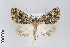  ( - ID 22135)  @14 [ ] Copyright (2011) Gunnar Brehm Institut fuer Spezielle Zoologie und Evolutionsbiologie, Friedrich-Schiller Universitat Jena