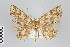 ( - ID 22143)  @13 [ ] Copyright (2011) Gunnar Brehm Institut fuer Spezielle Zoologie und Evolutionsbiologie, Friedrich-Schiller Universitat Jena
