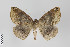  ( - ID 22152)  @14 [ ] Copyright (2011) Gunnar Brehm Institut fuer Spezielle Zoologie und Evolutionsbiologie, Friedrich-Schiller Universitat Jena