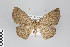  ( - ID 22199)  @13 [ ] Copyright (2011) Gunnar Brehm Institut fuer Spezielle Zoologie und Evolutionsbiologie, Friedrich-Schiller Universitat Jena