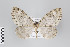  ( - ID 22200)  @13 [ ] Copyright (2011) Gunnar Brehm Institut fuer Spezielle Zoologie und Evolutionsbiologie, Friedrich-Schiller Universitat Jena