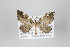  (Psaliodes nr. confusa - ID 22205)  @13 [ ] Copyright (2011) Gunnar Brehm Institut fuer Spezielle Zoologie und Evolutionsbiologie, Friedrich-Schiller Universitat Jena