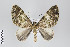  ( - ID 22220)  @13 [ ] Copyright (2011) Gunnar Brehm Institut fuer Spezielle Zoologie und Evolutionsbiologie, Friedrich-Schiller Universitat Jena