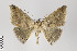  ( - ID 22232)  @13 [ ] Copyright (2011) Gunnar Brehm Institut fuer Spezielle Zoologie und Evolutionsbiologie, Friedrich-Schiller Universitat Jena