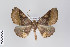  ( - ID 22234)  @14 [ ] Copyright (2011) Gunnar Brehm Institut fuer Spezielle Zoologie und Evolutionsbiologie, Friedrich-Schiller Universitat Jena