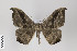  (Oxydia scriptipennaria group - ID 22243)  @15 [ ] Copyright (2011) Gunnar Brehm Institut fuer Spezielle Zoologie und Evolutionsbiologie, Friedrich-Schiller Universitat Jena