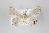  ( - ID 22247)  @13 [ ] Copyright (2011) Gunnar Brehm Institut fuer Spezielle Zoologie und Evolutionsbiologie, Friedrich-Schiller Universitat Jena