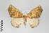  ( - ID 22323)  @15 [ ] Copyright (2011) Gunnar Brehm Institut fuer Spezielle Zoologie und Evolutionsbiologie, Friedrich-Schiller Universitat Jena