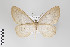  ( - ID 22324)  @14 [ ] Copyright (2011) Gunnar Brehm Institut fuer Spezielle Zoologie und Evolutionsbiologie, Friedrich-Schiller Universitat Jena