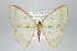  (Nemoria nr. roseilinearia - ID 22350)  @15 [ ] Copyright (2011) Gunnar Brehm Institut fuer Spezielle Zoologie und Evolutionsbiologie, Friedrich-Schiller Universitat Jena