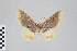  ( - ID 22355)  @13 [ ] Copyright (2011) Gunnar Brehm Institut fuer Spezielle Zoologie und Evolutionsbiologie, Friedrich-Schiller Universitat Jena
