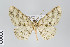  ( - ID 22360)  @14 [ ] Copyright (2011) Gunnar Brehm Institut fuer Spezielle Zoologie und Evolutionsbiologie, Friedrich-Schiller Universitat Jena