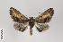  ( - ID 22381)  @14 [ ] Copyright (2011) Gunnar Brehm Institut fuer Spezielle Zoologie und Evolutionsbiologie, Friedrich-Schiller Universitat Jena