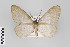  ( - ID 22387)  @14 [ ] Copyright (2011) Gunnar Brehm Institut fuer Spezielle Zoologie und Evolutionsbiologie, Friedrich-Schiller Universitat Jena