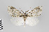  ( - ID 22395)  @14 [ ] Copyright (2011) Gunnar Brehm Institut fuer Spezielle Zoologie und Evolutionsbiologie, Friedrich-Schiller Universitat Jena