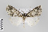  ( - ID 22399)  @14 [ ] Copyright (2011) Gunnar Brehm Institut fuer Spezielle Zoologie und Evolutionsbiologie, Friedrich-Schiller Universitat Jena