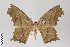  ( - ID 22415)  @14 [ ] Copyright (2011) Gunnar Brehm Institut fuer Spezielle Zoologie und Evolutionsbiologie, Friedrich-Schiller Universitat Jena