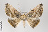 ( - ID 22420)  @11 [ ] Copyright (2011) Gunnar Brehm Institut fuer Spezielle Zoologie und Evolutionsbiologie, Friedrich-Schiller Universitat Jena