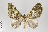  ( - ID 22422)  @12 [ ] Copyright (2011) Gunnar Brehm Institut fuer Spezielle Zoologie und Evolutionsbiologie, Friedrich-Schiller Universitat Jena
