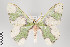  ( - ID 22424)  @12 [ ] Copyright (2011) Gunnar Brehm Institut fuer Spezielle Zoologie und Evolutionsbiologie, Friedrich-Schiller Universitat Jena