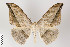  ( - ID 22435)  @14 [ ] Copyright (2011) Gunnar Brehm Institut fuer Spezielle Zoologie und Evolutionsbiologie, Friedrich-Schiller Universitat Jena
