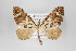  (Psaliodes fractifascia - ID 22443)  @14 [ ] Copyright (2011) Gunnar Brehm Institut fuer Spezielle Zoologie und Evolutionsbiologie, Friedrich-Schiller Universitat Jena