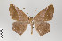  ( - ID 22444)  @13 [ ] Copyright (2011) Gunnar Brehm Institut fuer Spezielle Zoologie und Evolutionsbiologie, Friedrich-Schiller Universitat Jena