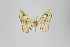  (Eois nr. trillista - ID 22459)  @14 [ ] Copyright (2011) Gunnar Brehm Institut fuer Spezielle Zoologie und Evolutionsbiologie, Friedrich-Schiller Universitat Jena