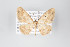  ( - ID 22464)  @13 [ ] Copyright (2011) Gunnar Brehm Institut fuer Spezielle Zoologie und Evolutionsbiologie, Friedrich-Schiller Universitat Jena