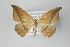  (Patalene fulvilinea group - ID 22467)  @14 [ ] Copyright (2011) Gunnar Brehm Institut fuer Spezielle Zoologie und Evolutionsbiologie, Friedrich-Schiller Universitat Jena