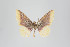  ( - ID 22469)  @13 [ ] Copyright (2011) Gunnar Brehm Institut fuer Spezielle Zoologie und Evolutionsbiologie, Friedrich-Schiller Universitat Jena