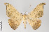  ( - ID 22474)  @14 [ ] Copyright (2011) Gunnar Brehm Institut fuer Spezielle Zoologie und Evolutionsbiologie, Friedrich-Schiller Universitat Jena