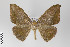  ( - ID 22482)  @14 [ ] Copyright (2011) Gunnar Brehm Institut fuer Spezielle Zoologie und Evolutionsbiologie, Friedrich-Schiller Universitat Jena