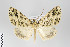  ( - ID 22488)  @14 [ ] Copyright (2011) Gunnar Brehm Institut fuer Spezielle Zoologie und Evolutionsbiologie, Friedrich-Schiller Universitat Jena
