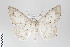  ( - ID 22491)  @13 [ ] Copyright (2011) Gunnar Brehm Institut fuer Spezielle Zoologie und Evolutionsbiologie, Friedrich-Schiller Universitat Jena