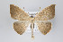  ( - ID 22496)  @13 [ ] Copyright (2011) Gunnar Brehm Institut fuer Spezielle Zoologie und Evolutionsbiologie, Friedrich-Schiller Universitat Jena