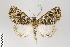  ( - ID 22501)  @13 [ ] Copyright (2011) Gunnar Brehm Institut fuer Spezielle Zoologie und Evolutionsbiologie, Friedrich-Schiller Universitat Jena