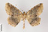  ( - ID 22502)  @13 [ ] Copyright (2011) Gunnar Brehm Institut fuer Spezielle Zoologie und Evolutionsbiologie, Friedrich-Schiller Universitat Jena