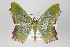  (Nemoria heterograpta - ID 22524)  @13 [ ] Copyright (2011) Gunnar Brehm Institut fuer Spezielle Zoologie und Evolutionsbiologie, Friedrich-Schiller Universitat Jena